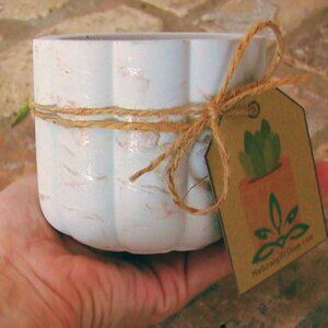 Handcrafted Concrete Planter